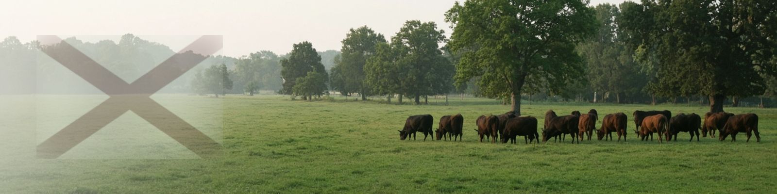 Faded Alabama flag beside cattle grazing a wide Black Belt pasture with shade trees.