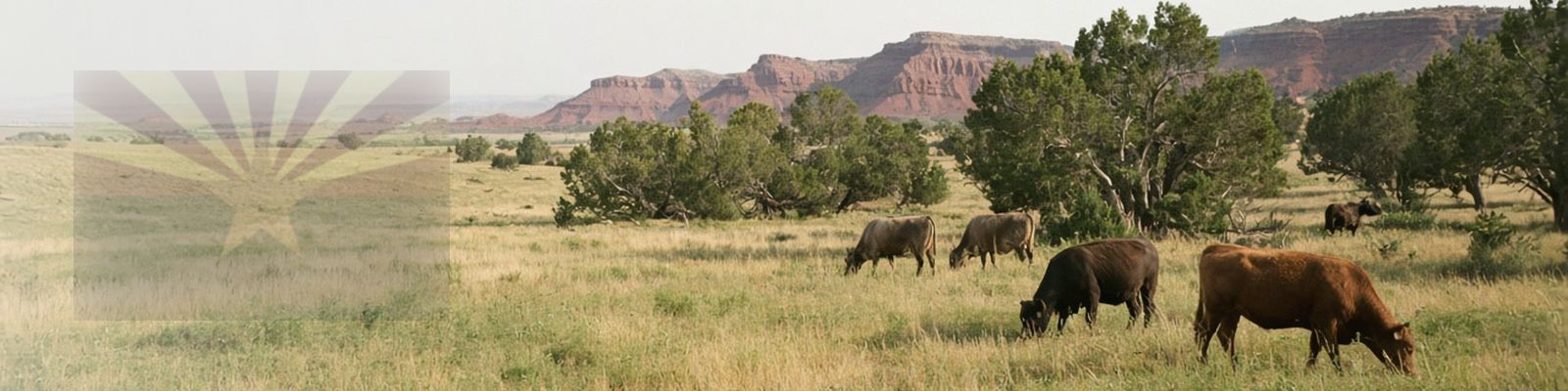 Faded Arizona flag beside cattle grazing a high desert grassland with distant mesas.