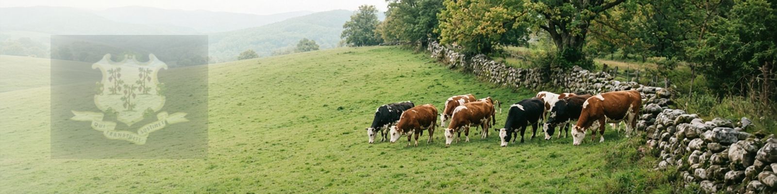 Faded Connecticut flag beside cattle grazing a pasture bordered by a stone wall and hardwoods.
