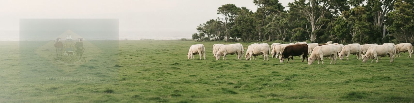 Faded Delaware flag beside cattle grazing a flat coastal-plain pasture with a tree line.