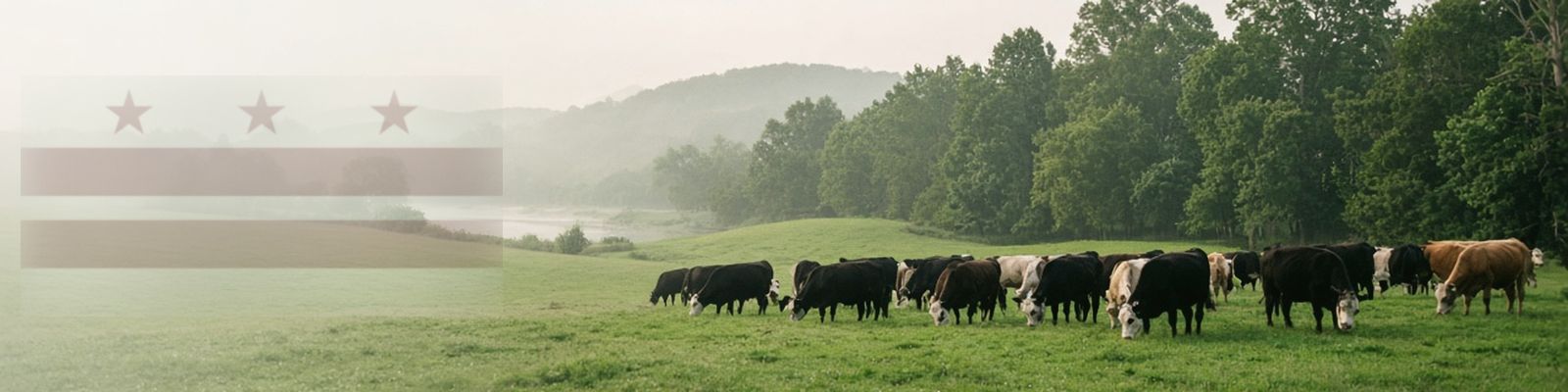 Faded D.C. flag beside cattle grazing a green pasture in the Potomac region.