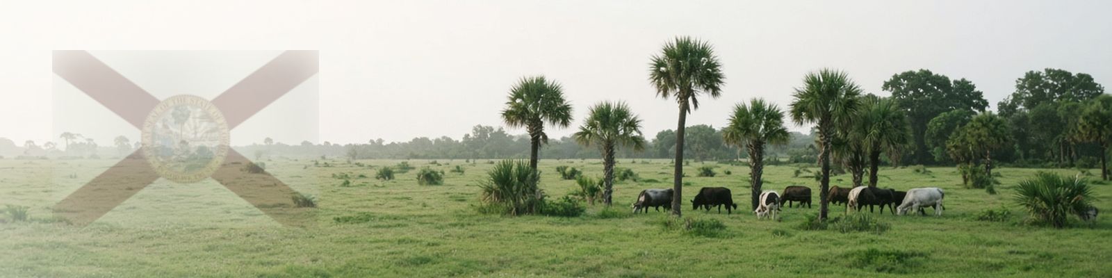 Faded Florida flag beside cattle grazing a flat pasture dotted with cabbage palms and palmettos.