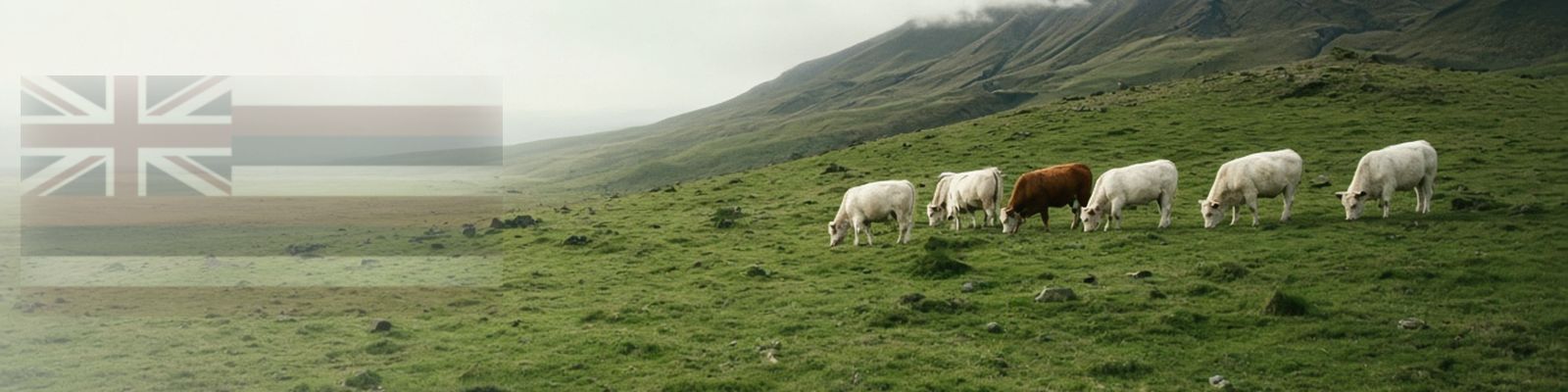 Faded Hawaii flag beside cattle grazing an upland ranch pasture below volcanic slopes.