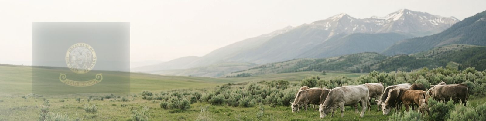 Faded Idaho flag beside cattle grazing a wide valley pasture below mountain foothills.
