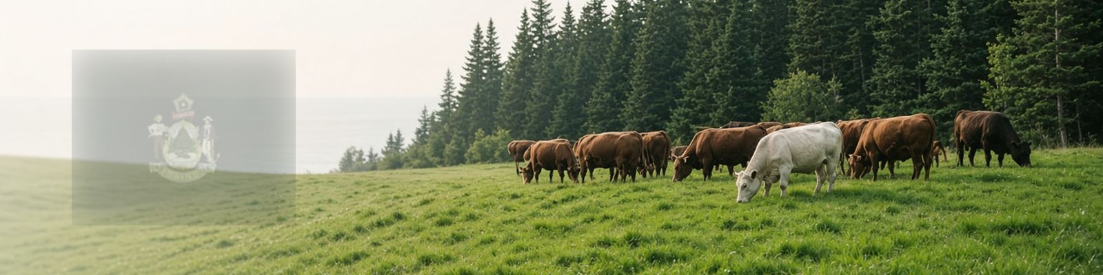 Faded Maine flag beside cattle grazing a coastal pasture edged by spruce forest.
