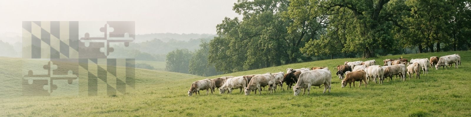 Faded Maryland flag beside cattle grazing a rolling green pasture with hardwood trees.