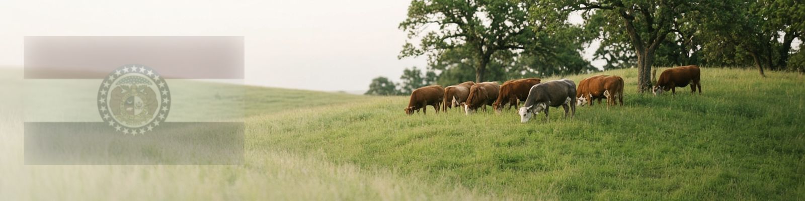 Faded Missouri flag beside cattle grazing a rolling pasture with oak trees.