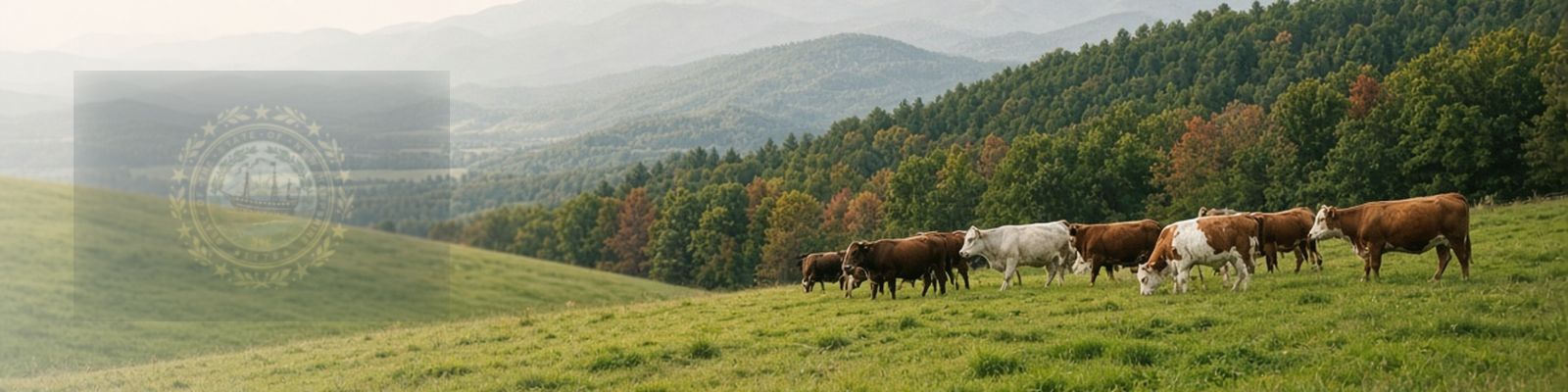 Faded New Hampshire flag beside cattle grazing a hillside pasture below the White Mountains.