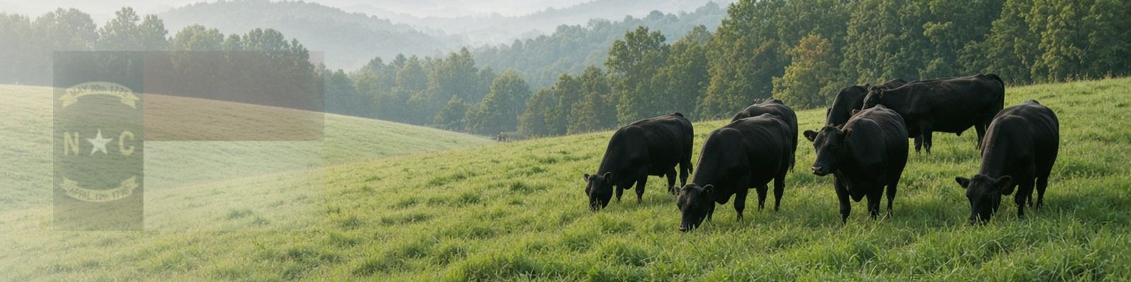Faded North Carolina flag beside Angus cattle grazing a rolling pasture below the Blue Ridge foothills.