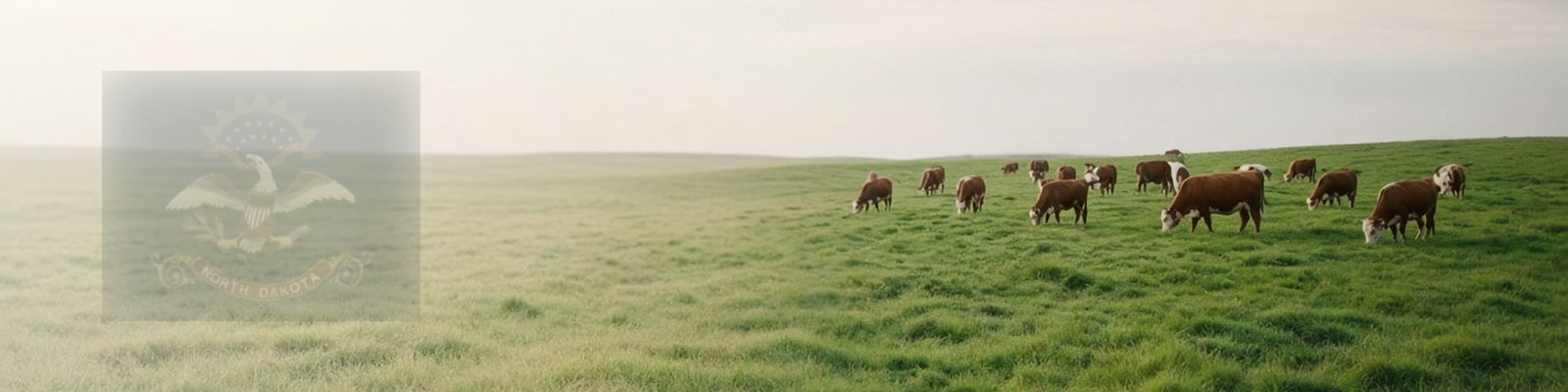 Faded North Dakota flag beside cattle grazing wide prairie pasture under a big sky.