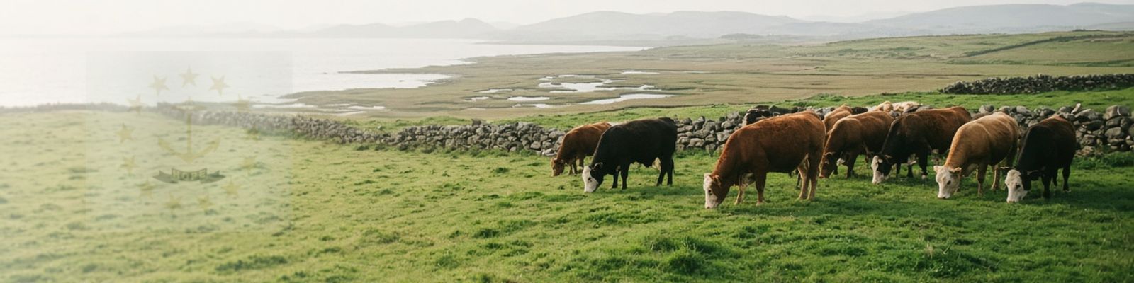 Faded Rhode Island flag beside cattle grazing a coastal pasture with stone walls.