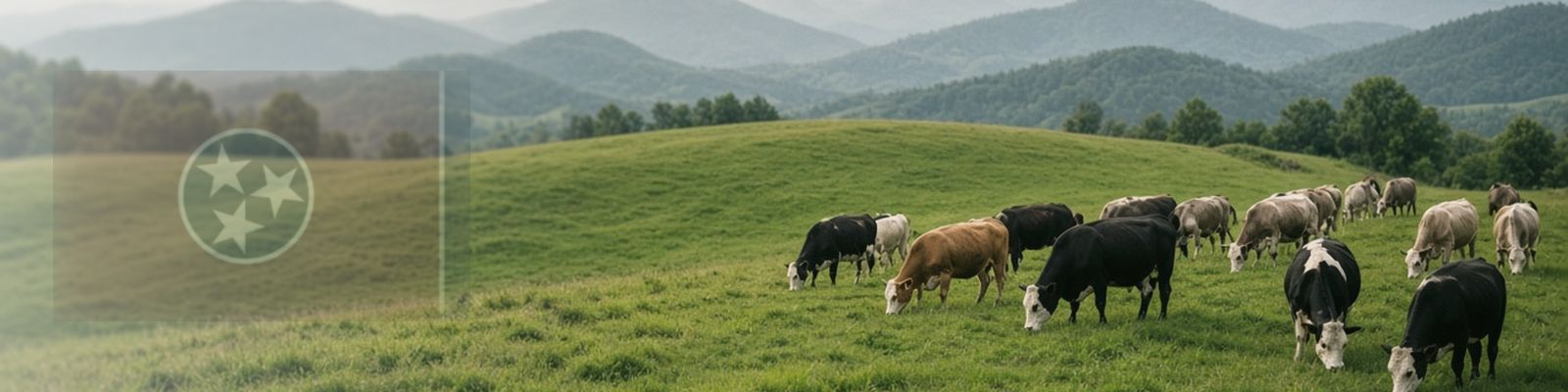 Faded Tennessee flag beside cattle grazing a rolling pasture below the Smoky Mountains.
