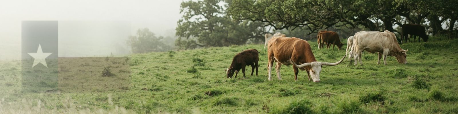 Faded Texas flag beside Longhorn cattle grazing a Hill Country pasture with live oaks.