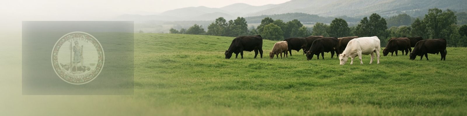 Faded Virginia flag beside cattle grazing a Shenandoah Valley pasture below the Blue Ridge.