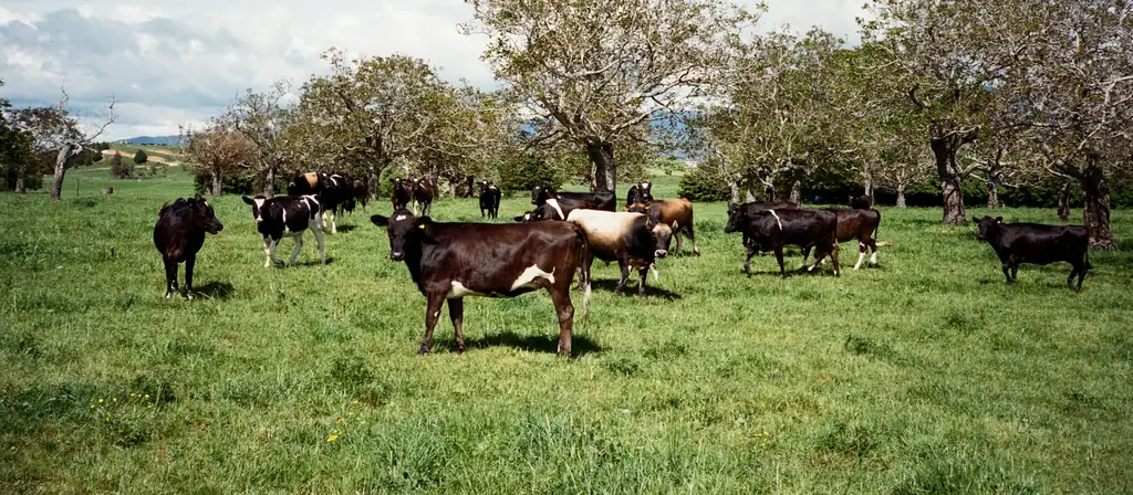 A herd of cattle grazing on a sunny green pasture with trees