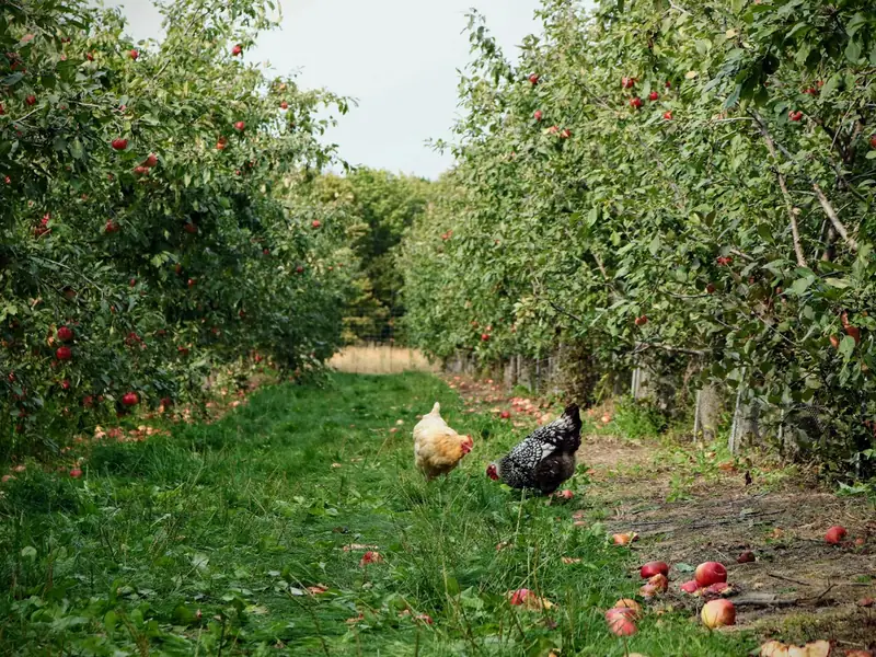 Hens foraging on grass under orchard trees