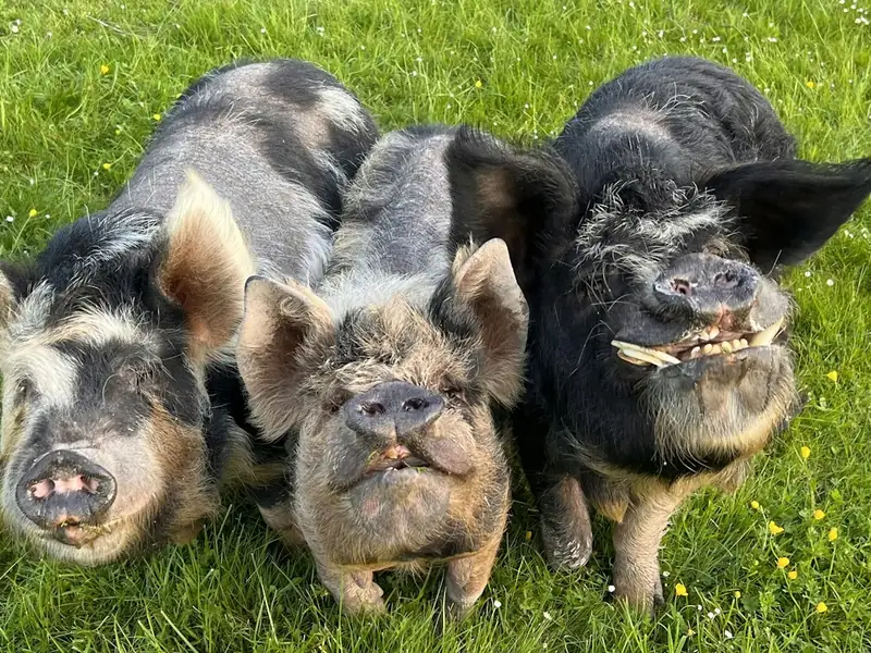 Three pigs standing in a green field
