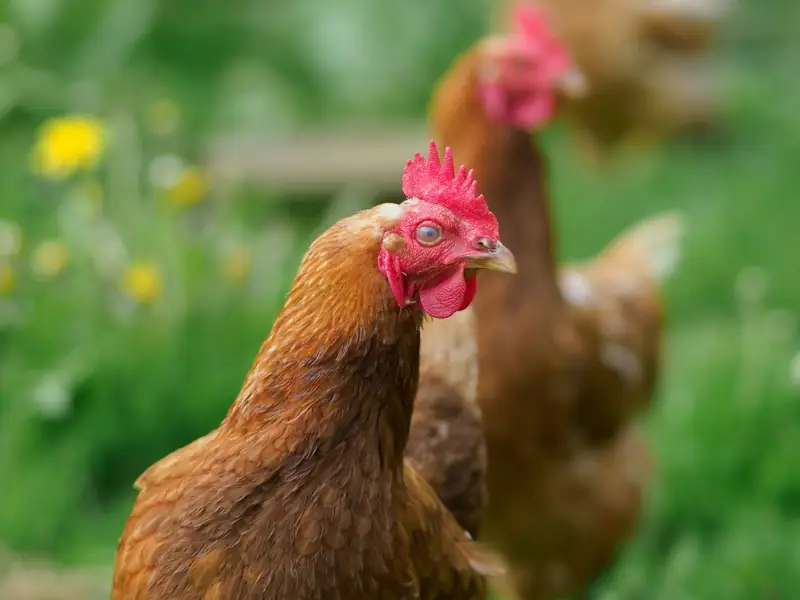 A group of hens standing in a lush green field